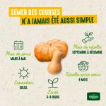 Potagères - Courge Musquée de Provence - Légumes d'Autrefois - image
